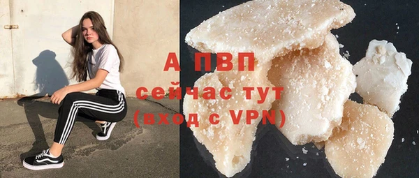 индика Новозыбков
