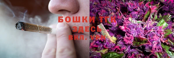индика Новозыбков